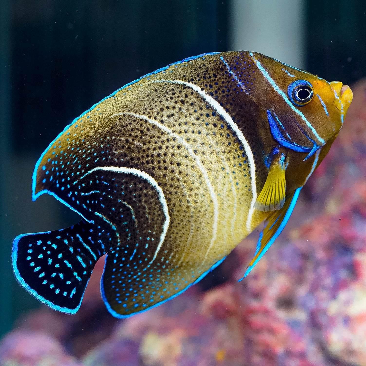 Blue Koran Angelfish (Pomacanthus semicirculatus)