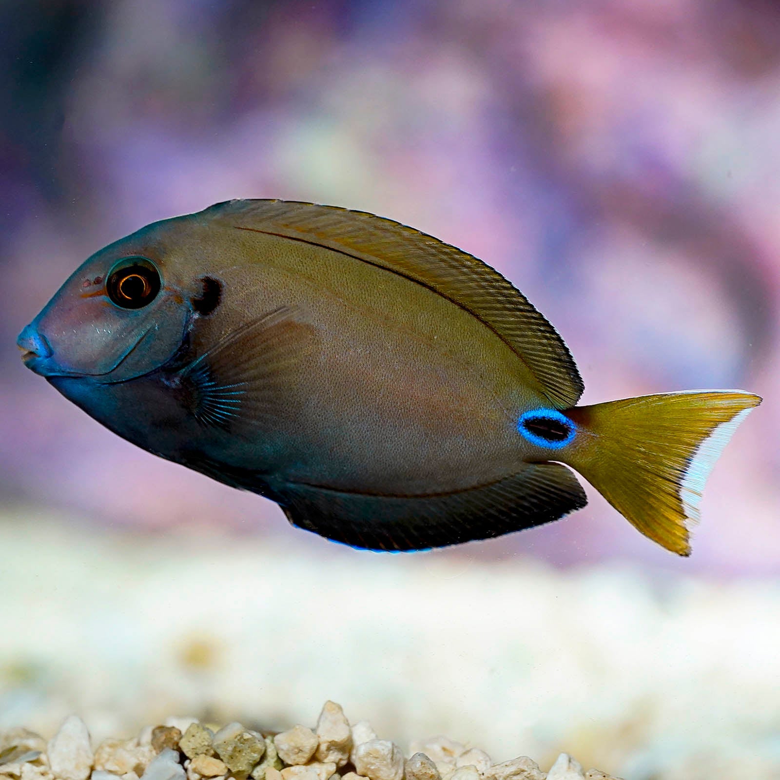 Lieutenant Tenneti Tang (Acanthurus tennentii)