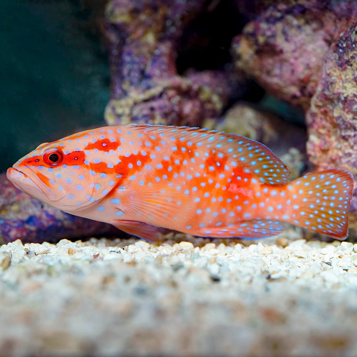 Miniatus Grouper (Cephalopholis miniata)