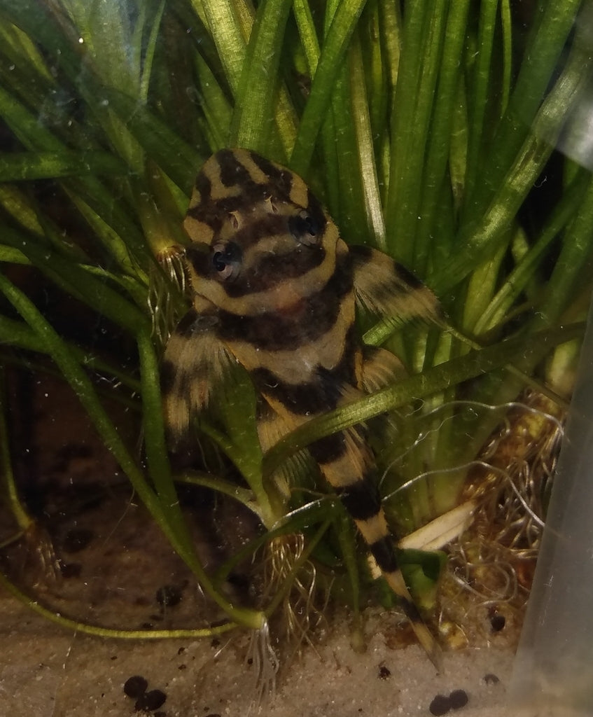 Atabapo Pleco (Dekeyseria picta, L052)