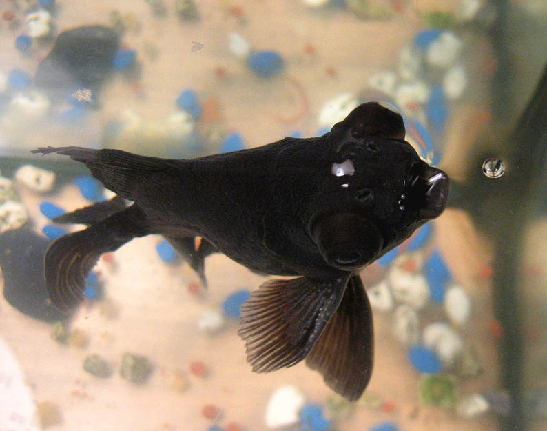 Red Butterfly Telescope Goldfish — Demekin (Carassius auratus) — Photo: Bastet78, CC BY-SA 3.0, via Wikimedia Commons