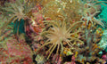 Neon Green Finger Leather Coral (Sinularia sp.) — Photo: Bernard DUPONT, CC BY-SA 2.0, via Wikimedia Commons