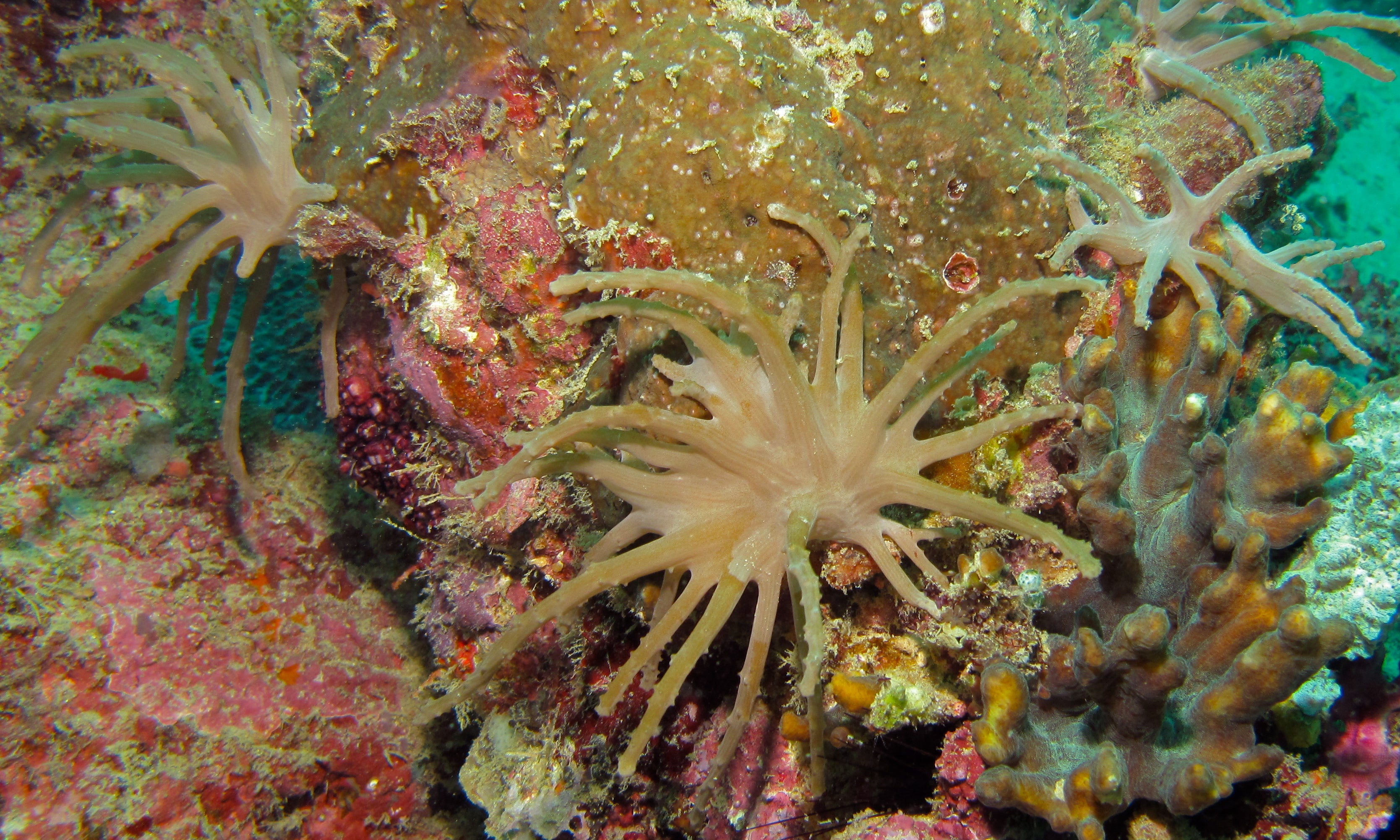 Neon Green Finger Leather Coral (Sinularia sp.) — Photo: Bernard DUPONT, CC BY-SA 2.0, via Wikimedia Commons