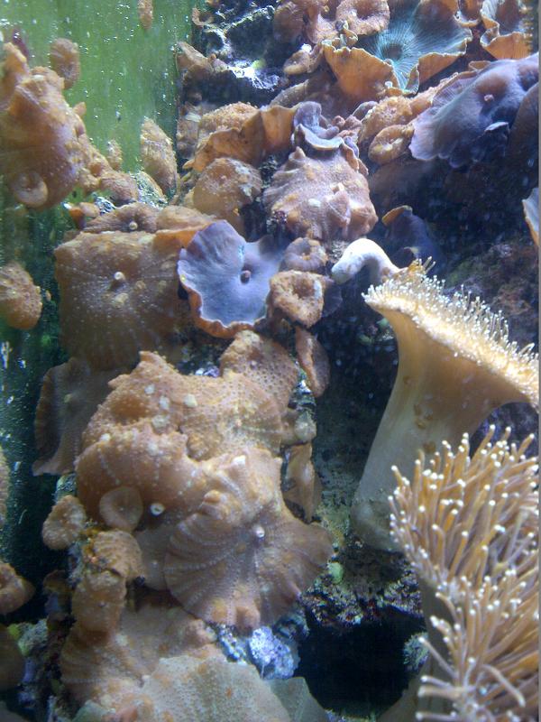 Lavender Mushroom Coral (Discosoma carlgreni) — Photo: Emőke Dénes, CC BY-SA 4.0, via Wikimedia Commons