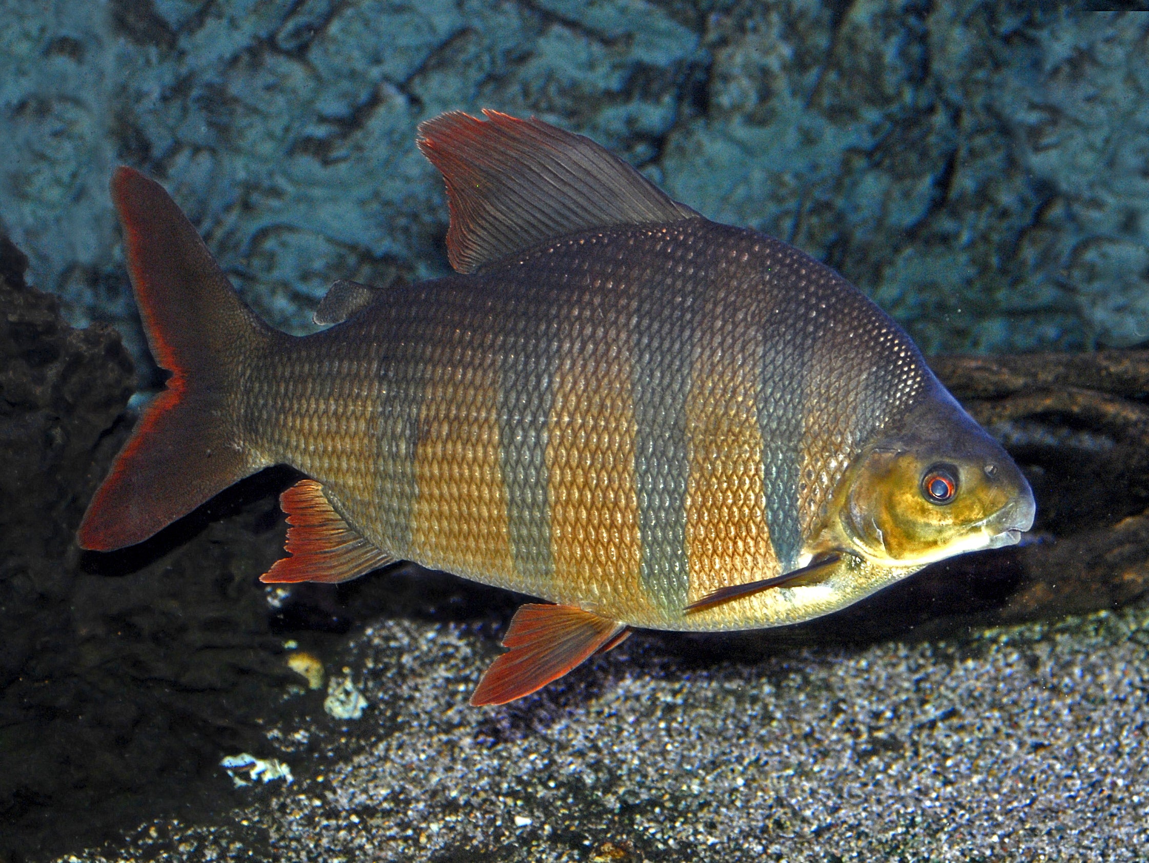 Distichodus Sexfasciatus (Distichodus sexfasciatus) — Photo: Hectonichus, CC BY-SA 3.0, via Wikimedia Commons