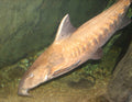 Dolphin Catfish — Photo: Ltshears, Public domain, via Wikimedia Commons