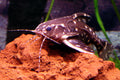 Spotted Raphael Catfish (Agamyxis pectinifrons) — Photo: Pit one, Public domain, via Wikimedia Commons