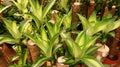 Dracaena Plant (Dracaena fragrans) — via Wikimedia Commons