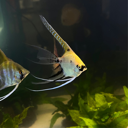 YoCamron’s Aquatics Store Credit