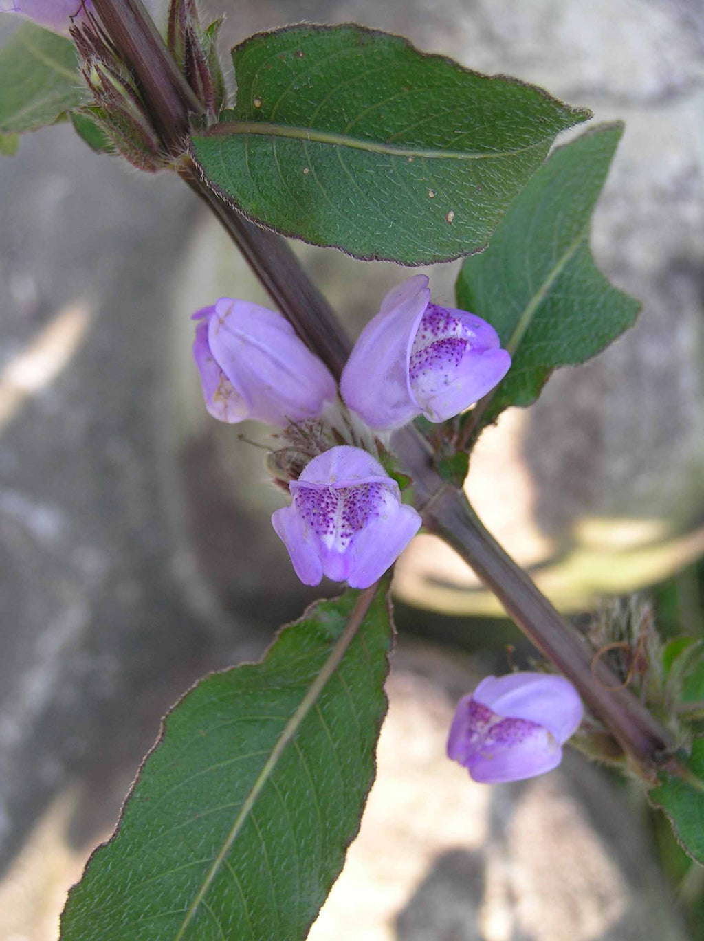 Hygrophila Salicifolia — Photo: HQ, CC BY-SA 2.0, via Wikimedia Commons