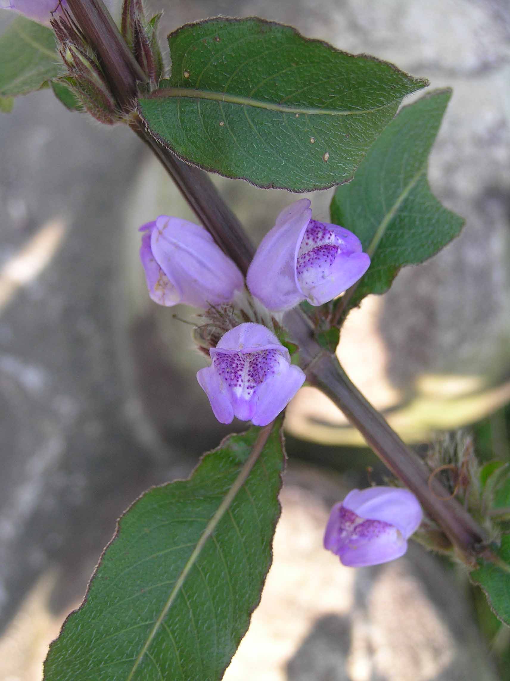 Hygrophila Salicifolia — Photo: HQ, CC BY-SA 2.0, via Wikimedia Commons