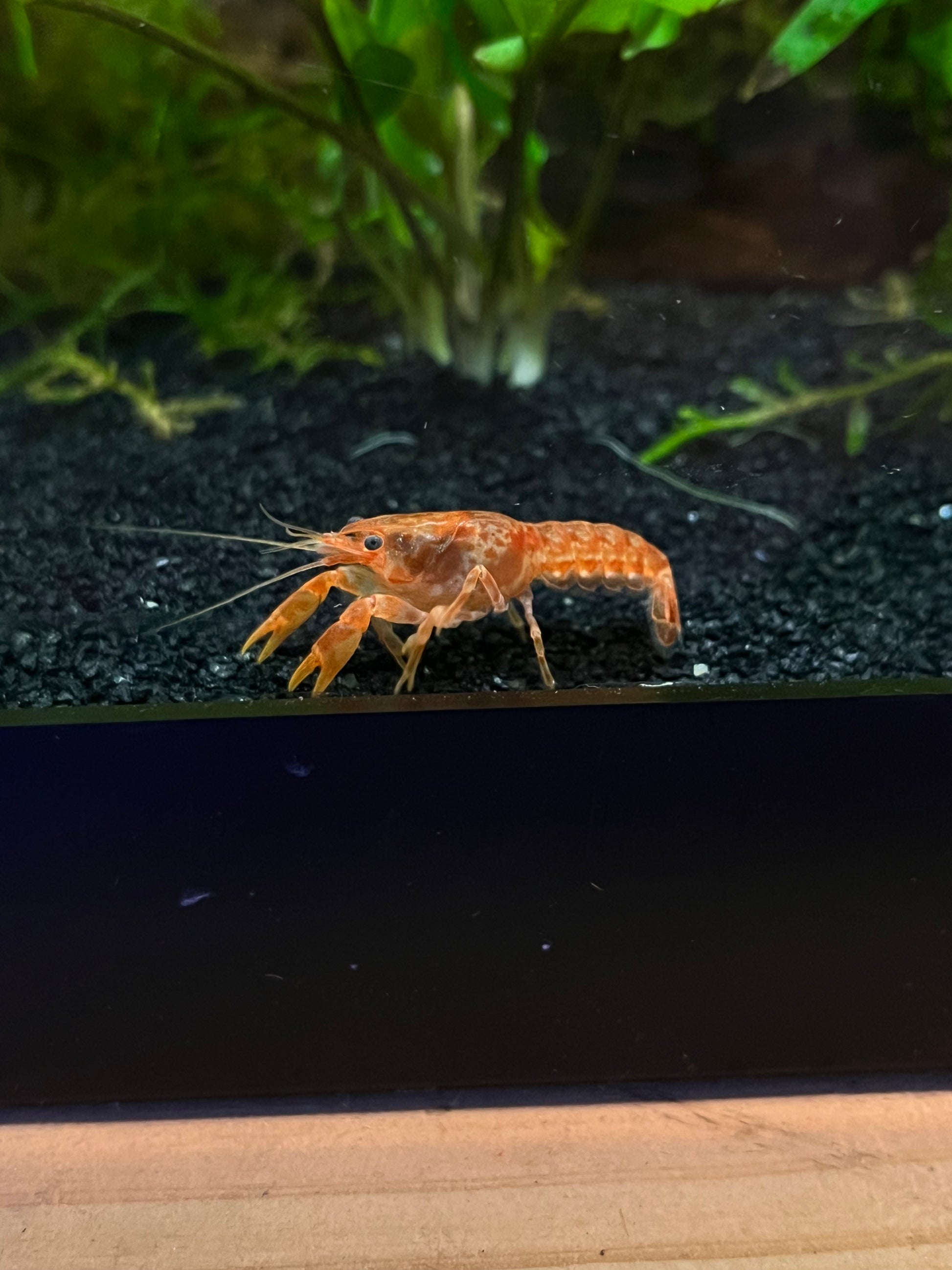 Orange Mexican Dwarf Crayfish - YoCamron’s Aquatics