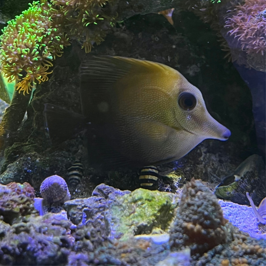 Scopas Tang