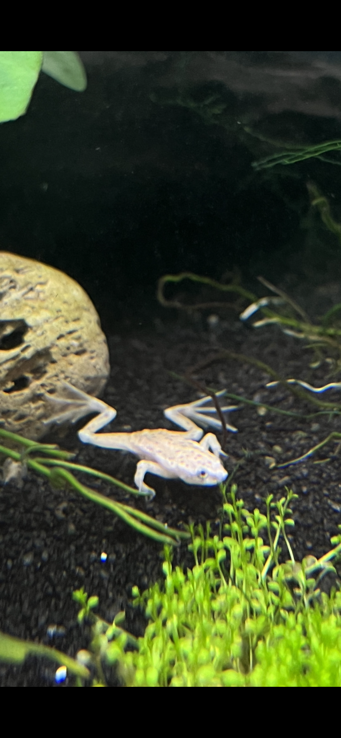 African Dwarf Frogs (Blonde or Grey) - YoCamron’s Aquatics