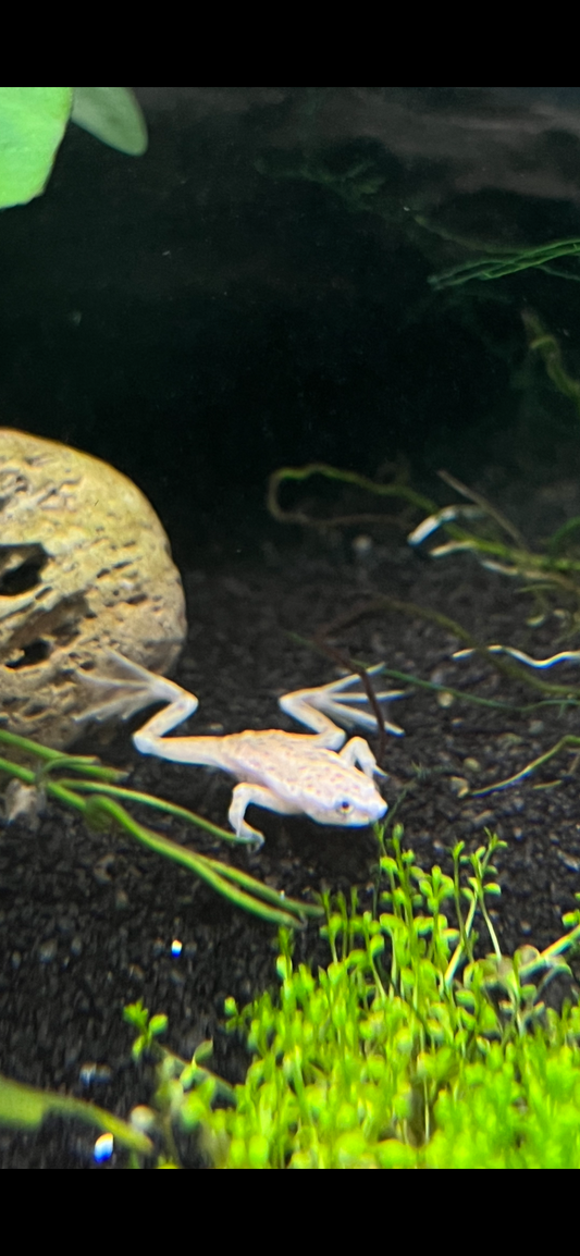 African Dwarf Frogs (Blonde or Grey) - YoCamron’s Aquatics