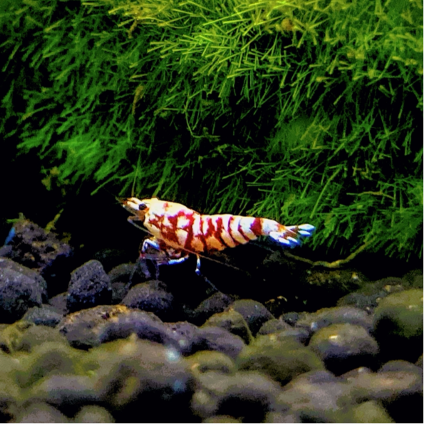 SSS Grade Red Fancy Tiger Shrimp