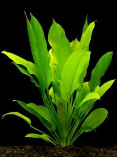 Echinodorus St. Elmo's Fire (Echinodorus) — via Wikimedia Commons