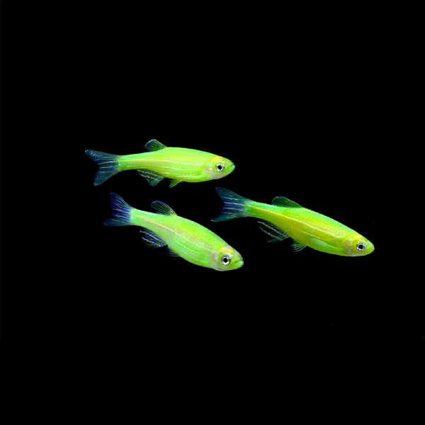 Green GLO Zebra Danio (Danio rerio)