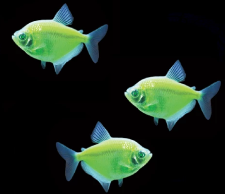 Electric Green GLO Tetra (Gymnocorymbus ternetzi)