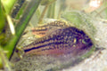 Corydoras Elegans (Corydoras elegans) — Photo: Kennyannydenny, CC BY-SA 3.0, via Wikimedia Commons