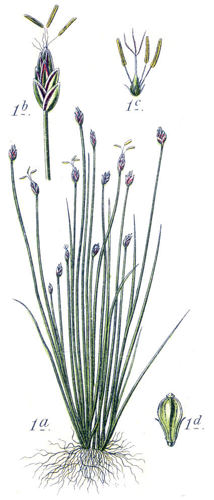 Eleocharis Pusilla 'Mini' Tissue Culture (Eleocharis) — via Wikimedia Commons