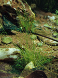 Eleocharis Pusilla 'Mini' — Photo: Krzysztof Ziarnek, Kenraiz, CC BY-SA 4.0, via Wikimedia Commons