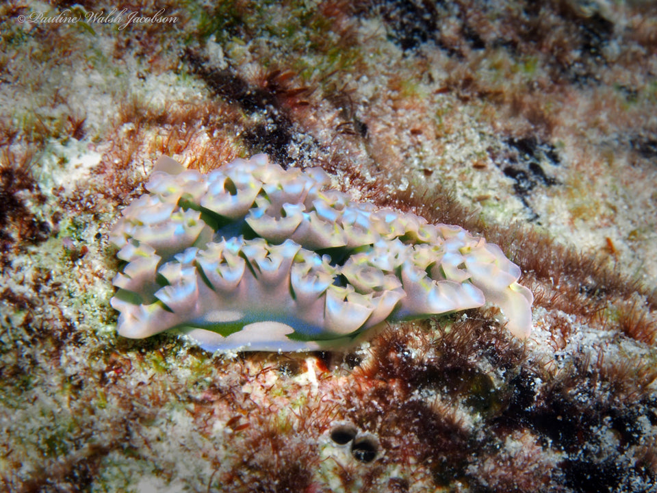 Lettuce Nudibranch (Elysia crispata) — Photo: Pauline Walsh Jacobson, CC BY 4.0, via Wikimedia Commons