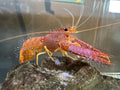 Orange Dozer Lobster (Enoplometopus occidentalis) — Photo: Totti, CC BY-SA 4.0, via Wikimedia Commons
