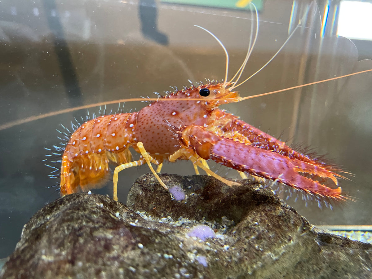 Orange Dozer Lobster (Enoplometopus sp.)