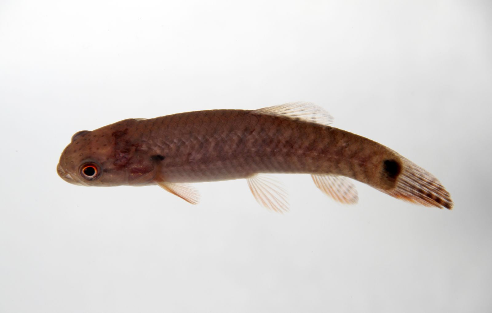 Red Wolf Fish (Erythrinus erythrinus) — Photo: Clinton & Charles Robertson, CC BY 2.0, via Wikimedia Commons