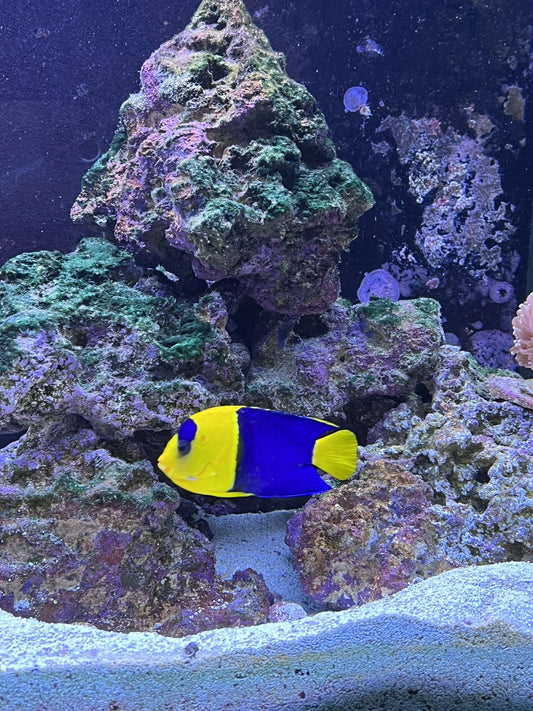 Bicolor Angelfish - YoCamron’s Aquatics