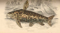 True Jaguar Catfish (Liosomadoras oncinus), historical illustration