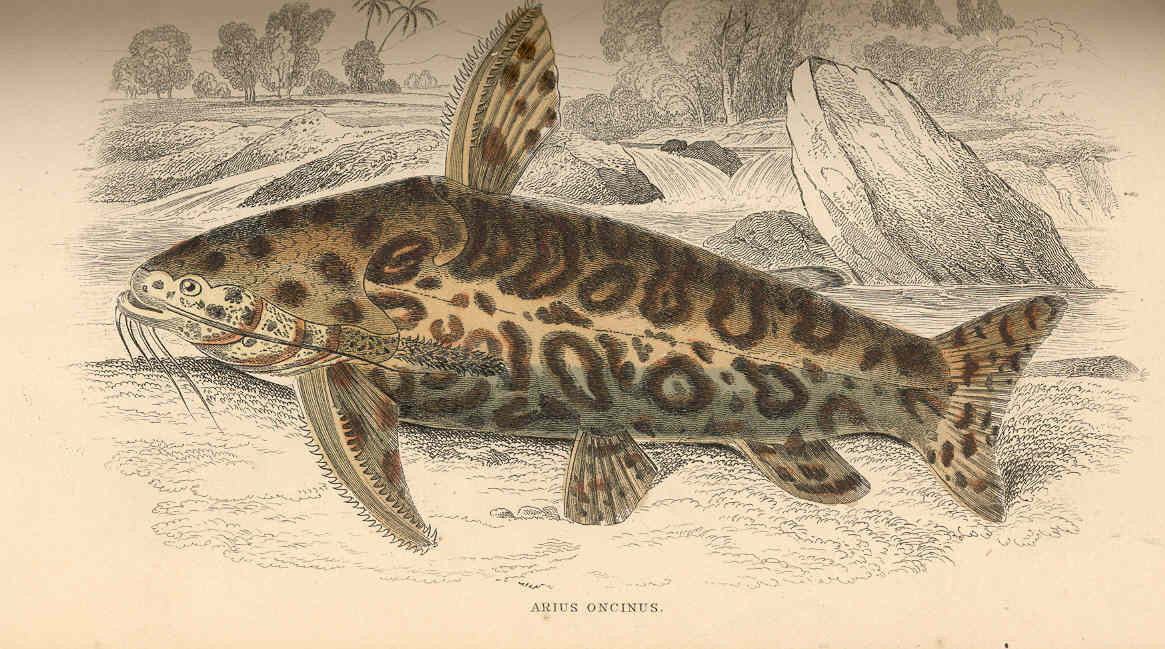 True Jaguar Catfish (Liosomadoras oncinus), historical illustration