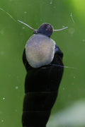 Giant Tower Cap Snail (Faunus ater), live animal extended from shell — Photo: -serwacy01-, CC BY-SA 4.0, via Wikimedia Commons