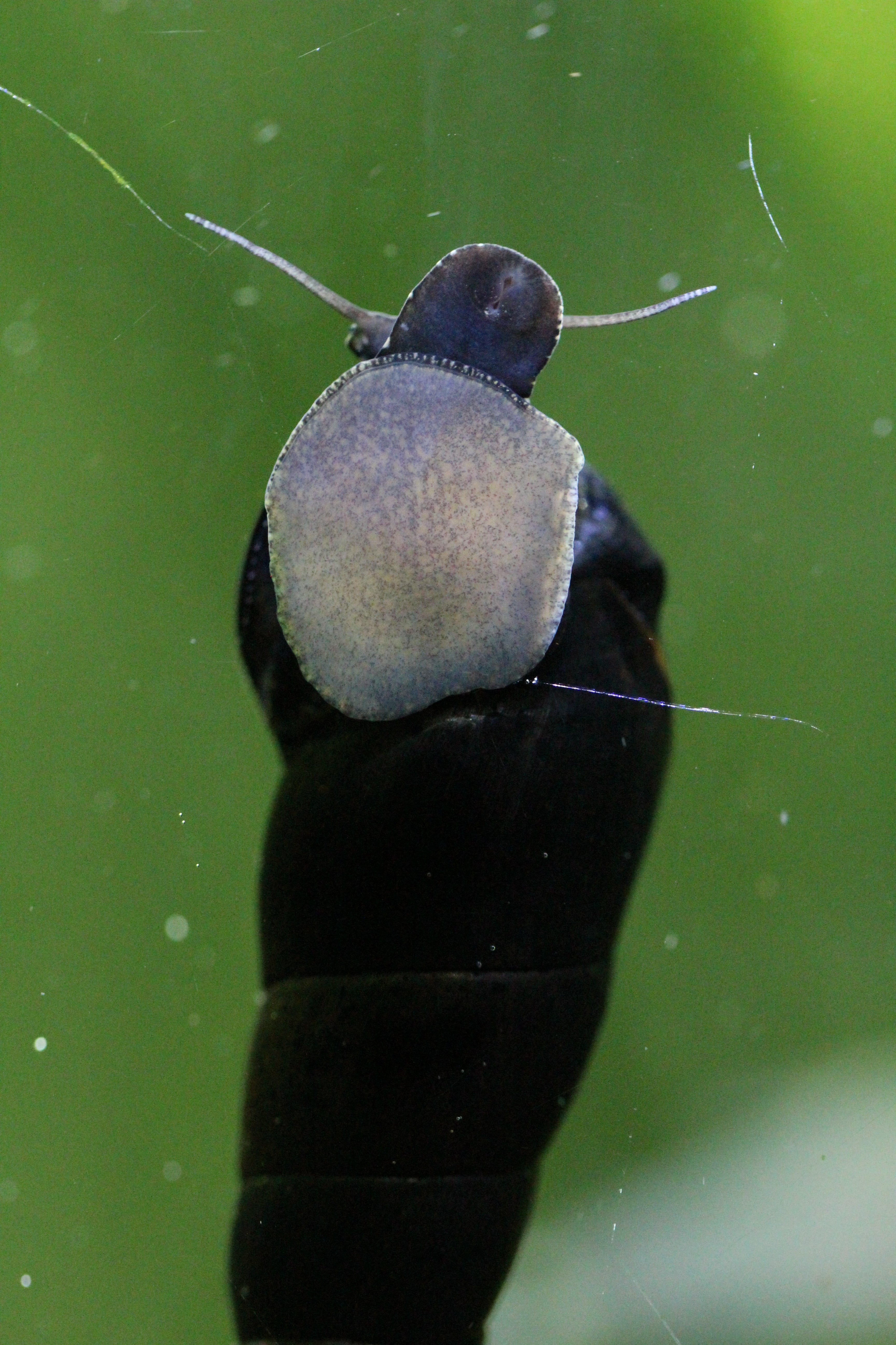 Giant Tower Cap Snail (Faunus ater), live animal extended from shell — Photo: -serwacy01-, CC BY-SA 4.0, via Wikimedia Commons