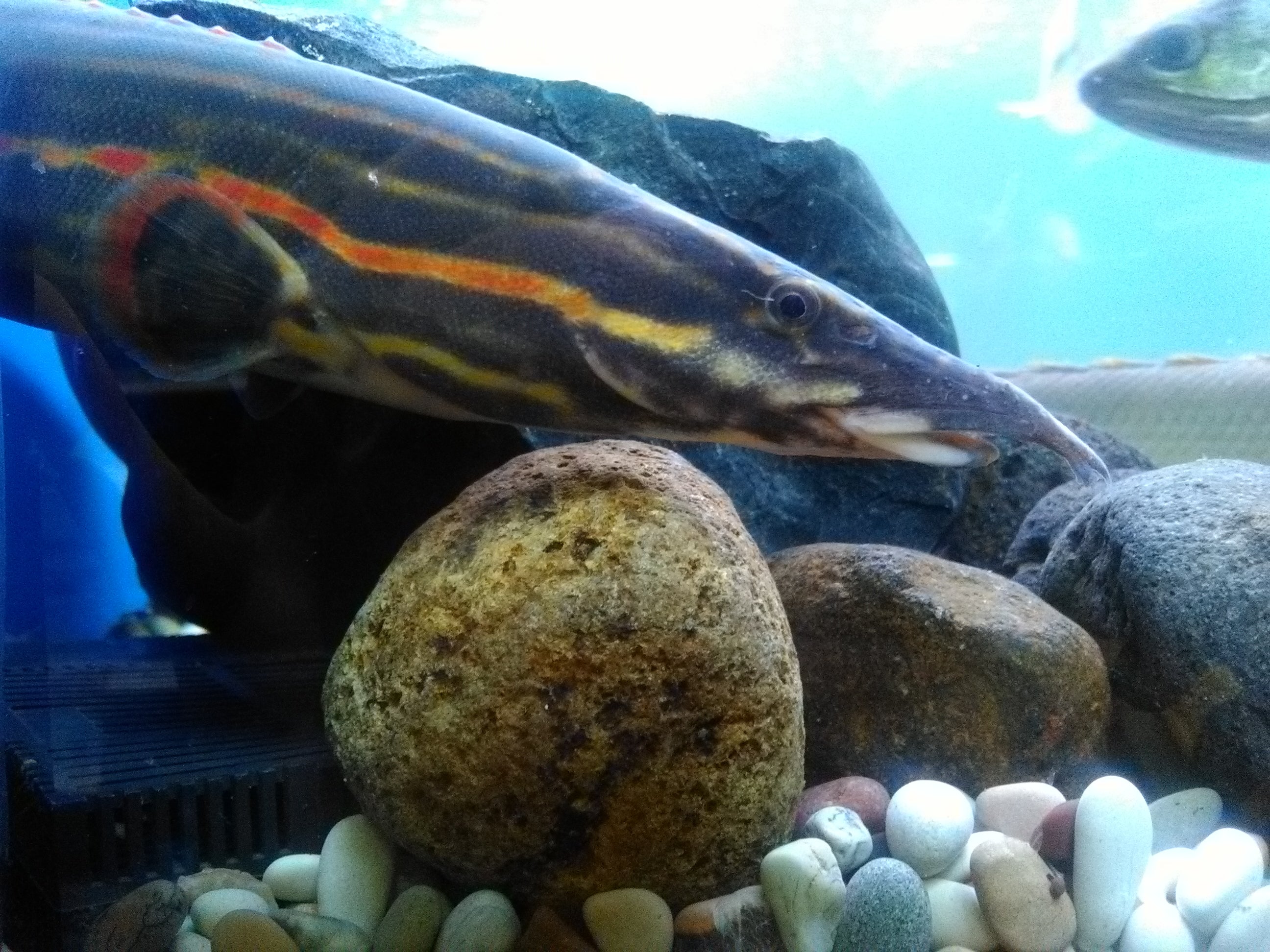 Fire Eel (Mastacembelus erythrotaenia) — Photo: Jesaya Li, CC BY 4.0, via Wikimedia Commons