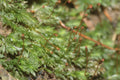 Fissidens Fontanus (Fissidens) — via Wikimedia Commons