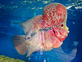 Grade A Flower Horn with Hump (Flowerhorn cichlid hybrid) — Photo: Garry Knight, CC BY 2.0, via Wikimedia Commons
