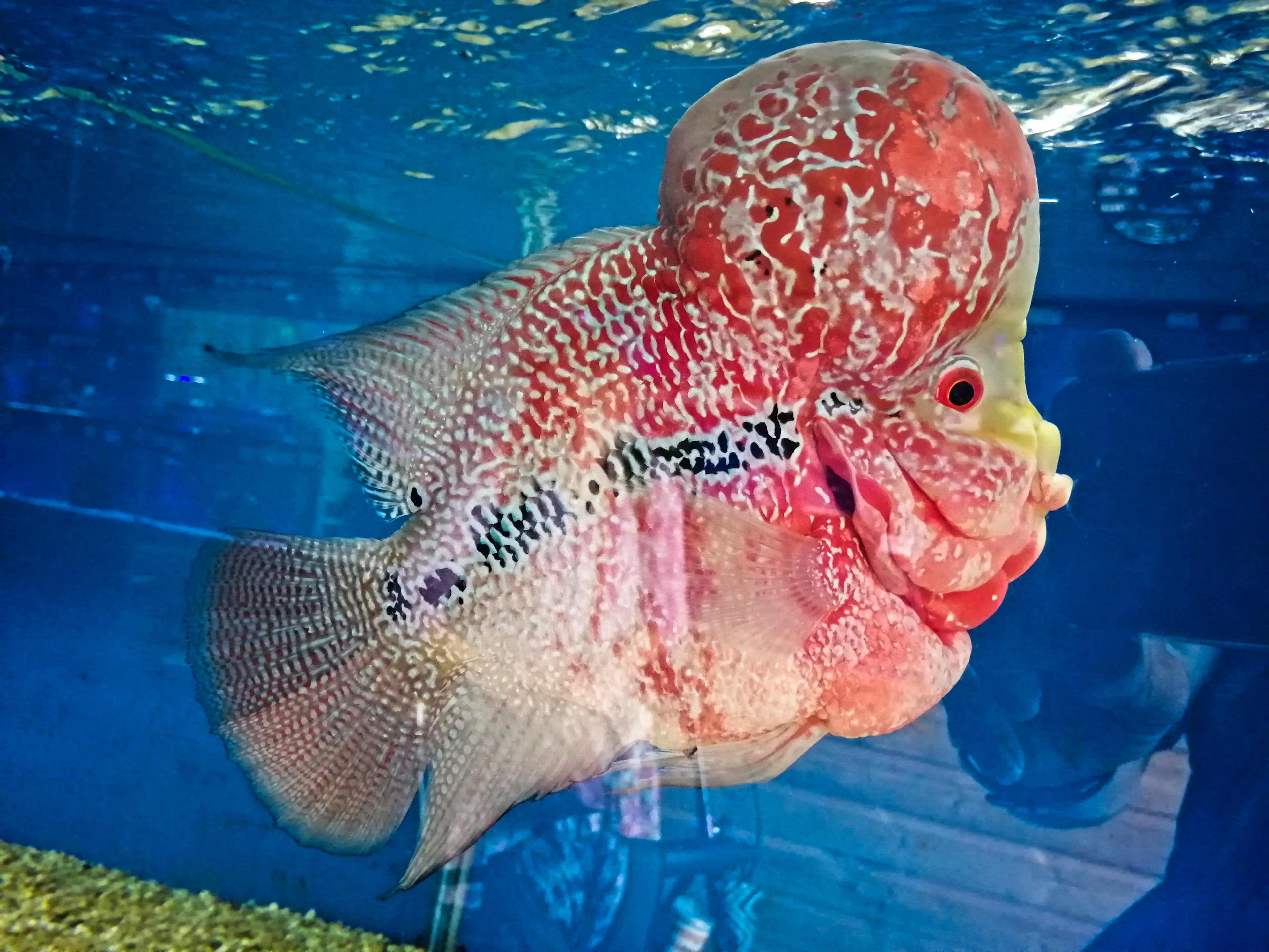 Grade A Flower Horn with Hump (Flowerhorn cichlid hybrid) — Photo: Garry Knight, CC BY 2.0, via Wikimedia Commons