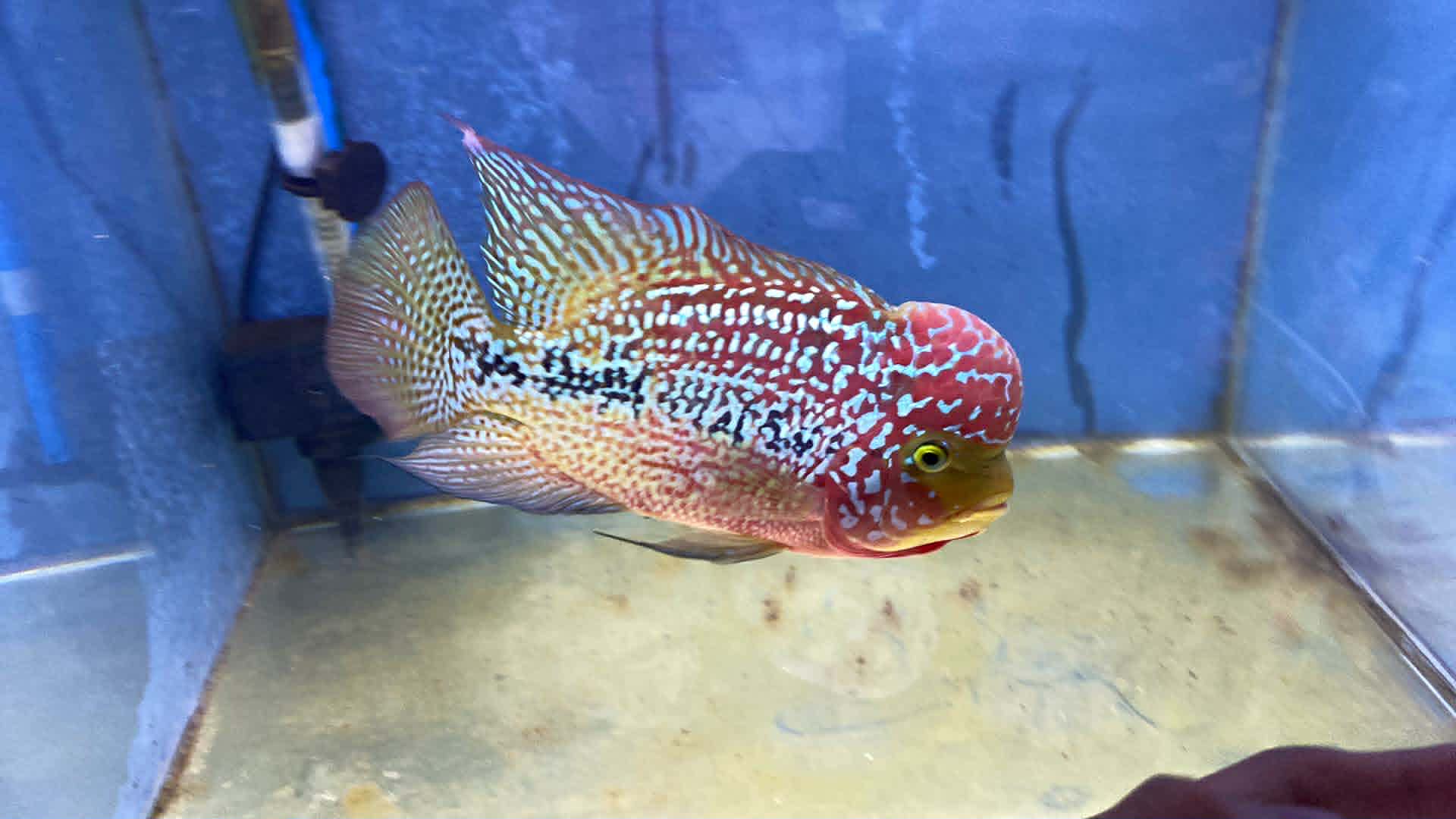 Grade A Flower (Kamfa) Horn (Flowerhorn cichlid hybrid) — Photo: Markfrancis22, CC0, via Wikimedia Commons
