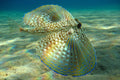 Atlantic Flying Gurnard (Dactylopterus volitans)