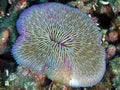 Purple Plate Fungia Coral (Fungia fungites) — Photo: Waheed et al., CC BY 4.0, via Wikimedia Commons