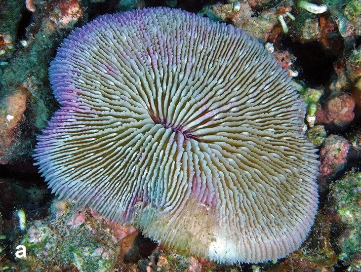 Purple Plate Fungia Coral (Fungia fungites) — Photo: Waheed et al., CC BY 4.0, via Wikimedia Commons