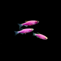 Galactic Purple GLO Zebra Danio (Danio rerio)