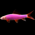 Galactic Purple GLO Shark (Epalzeorhynchos frenatum)