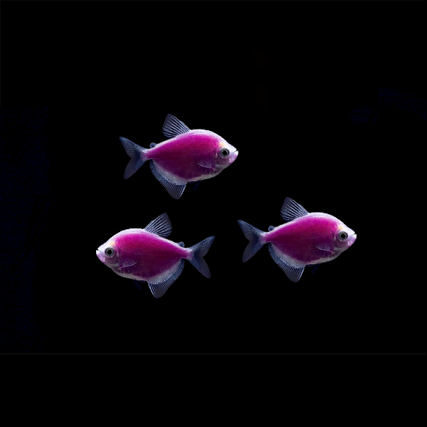 Galactic Purple GLO Tetra (Gymnocorymbus ternetzi)
