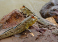 Mudskippers (Periophthalmus barbarus) — Photo: Bjørn Christian Tørrissen, CC BY-SA 4.0, via Wikimedia Commons