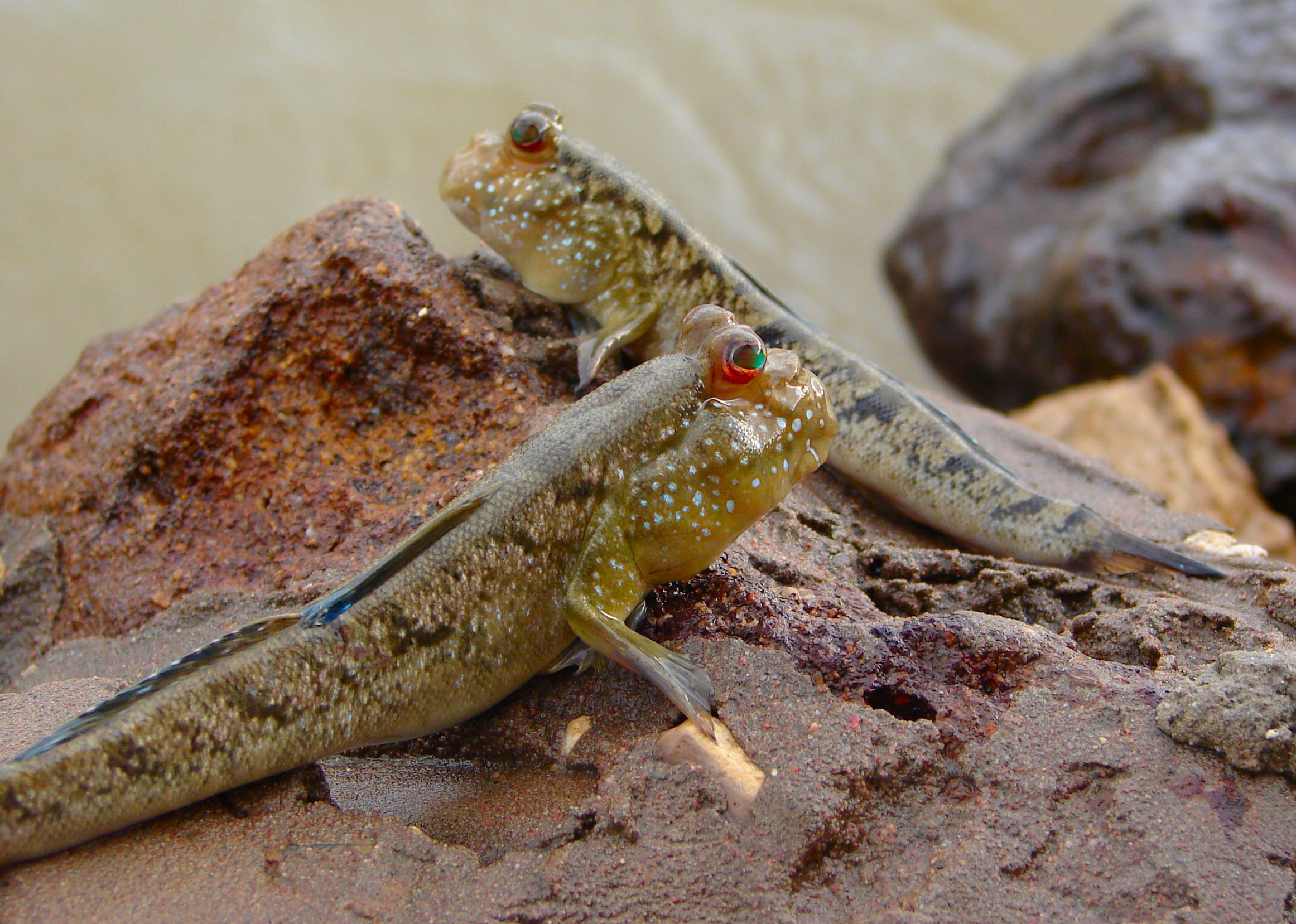 Mudskippers (Periophthalmus barbarus) — Photo: Bjørn Christian Tørrissen, CC BY-SA 4.0, via Wikimedia Commons