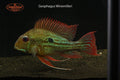 Geophagus Winemilleri