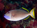 Golden Back Triggerfish (Xanthichthys auromarginatus) — Photo: Rickard Zerpe, CC BY 2.0, via Wikimedia Commons